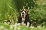 BASSET HOUND 065